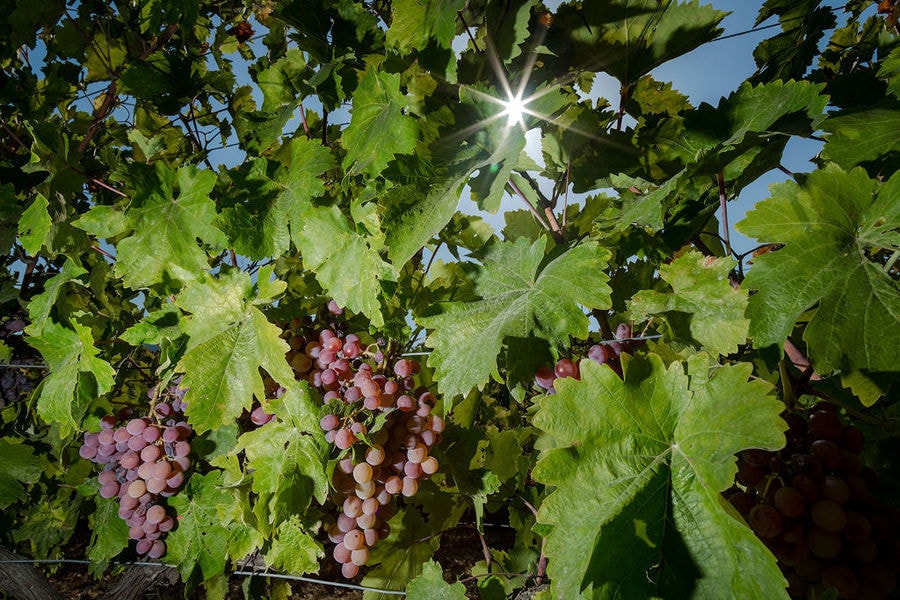 Vakakis Winery vineyards full of bunches of black grapes